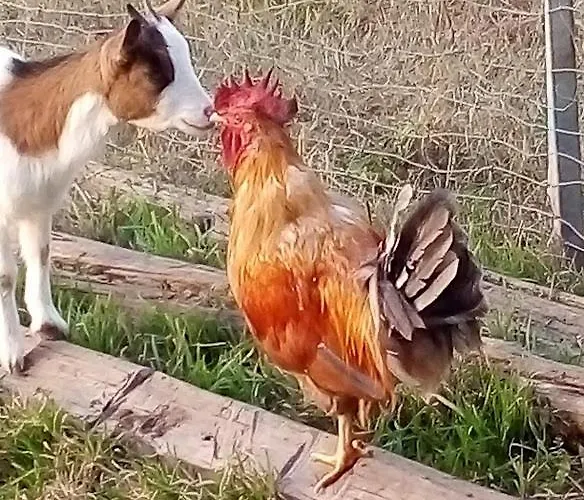 Al Mostarolo * Berceto