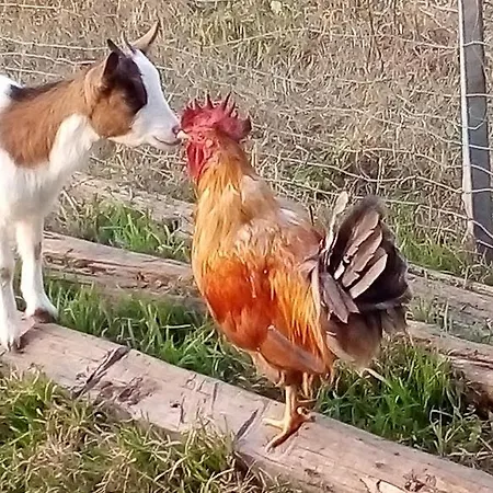 Al Mostarolo * 베르세토